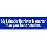 Smart Labrador Retriever