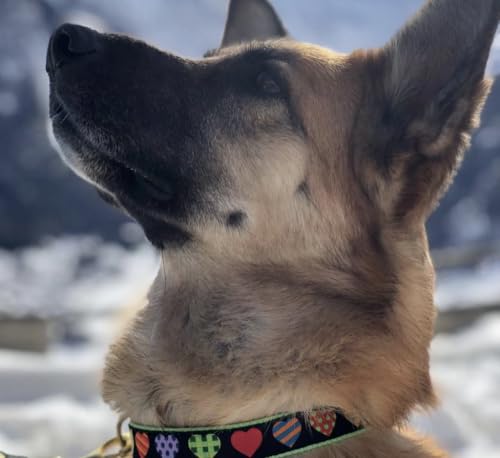 Up Country Heart and Valentine Patterns Dog Collars and Leashes (Colorful Hearts Dog Collar, X-Large (18 to 24 Inches) 1 Inch Wide Width) by Up Country - Used condition - Image 2