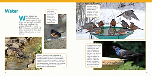 How to Feed Backyard Birds: A Step-by-Step Guide for Kids