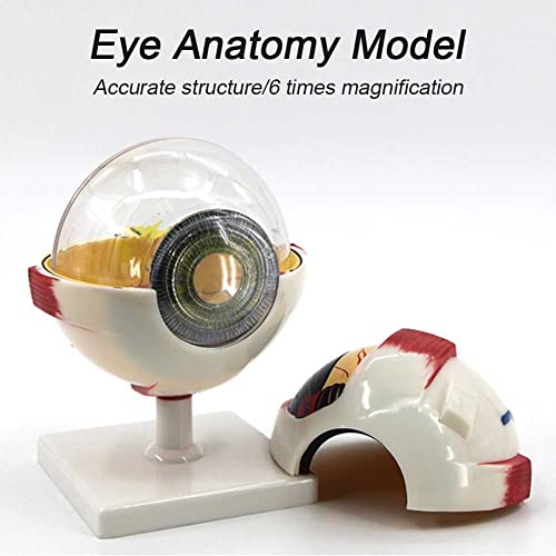 Kit de modèle d'oeil 6X pour expliquer l'anatomie sans schémas complexes - 3