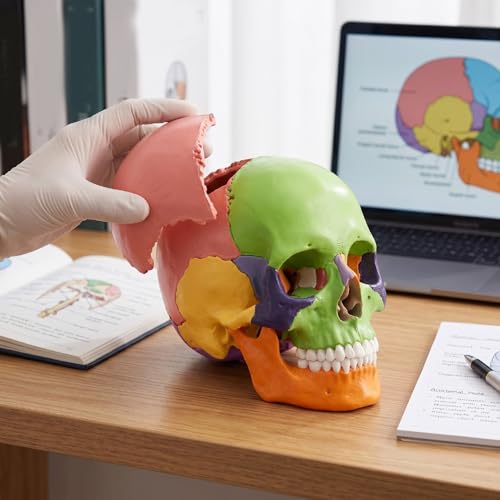 Luocute 15 Part Human Skull Model, Detachable Mini Skull with Color Coded Bones and Illustrated Guide, for Medical Dental Teaching and Educational Demonstration