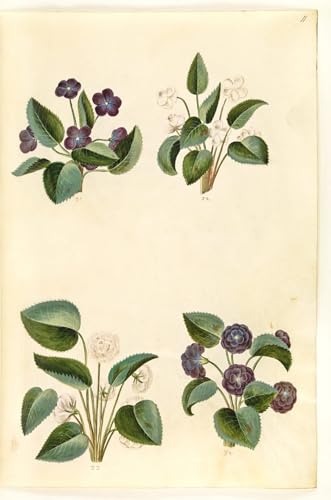 Cuadro de lienzo Viola Odorata de Hans Simon Holtzbecker pintura mural para casa 60x90cm