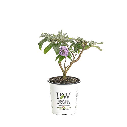 Proven Winners Budprc1447800 Pugster Amethyst Live Shrub 4.5" Quart Purple #TOP7