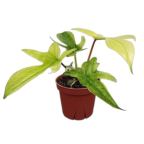 CoollectivePlants Philodendron Florida Ghost Mint 4