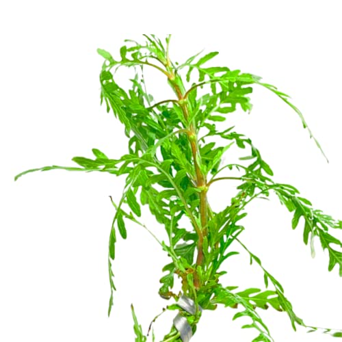 Mainam Hygrophila Pinnatifida Bundle Live Aquarium Plants Decorations Freshwater Fish Tank Aquatic Plant3 Days Live Guaranteed #TOP20