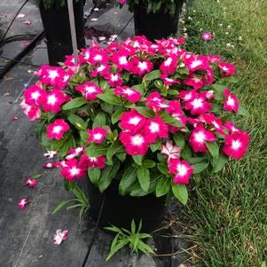 Vinca Cora XDR Magenta Halo 100 Seeds