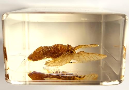 Image of 2.8 inch Real Silkworm Moth in Crystal Clear Lucite Resin Specimen Preserved Taxidermy Paperweight Crafts Collection for Biology Science Education & Desk Ornament Display Supplies