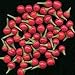 9GreenBox - Tepin Hot Pepper 50 Seeds - World's Hottest Pepper!