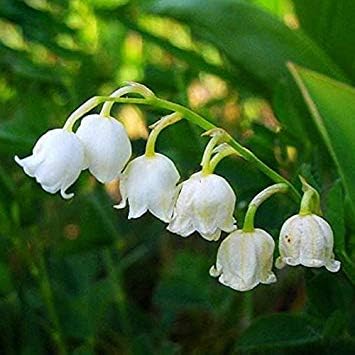 Heirloom White Lily of The Valley Convallaria majalis Perennial Flower Seeds, Professional Pack, 50 Seeds/Pack E3408