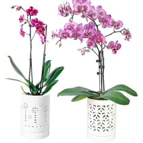 pavtner Orchid Pots with Holes,4 Inch Ceramic Orchid Pot for Repotting, Plant Pot for Repotting Orchids and Other Flowers - Indoor/Outdoor White Cover