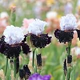 2zwiebeln schwertlilien - iris - schwertlilie winterharte kübelpflanzen, balkon frühlingsblüher seltene blumenzwiebel wildblumen