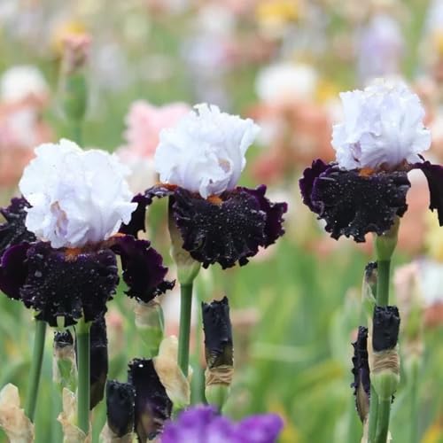 2zwiebeln schwertlilien - iris - schwertlilie winterharte kübelpflanzen, balkon frühlingsblüher seltene blumenzwiebel wildblumen