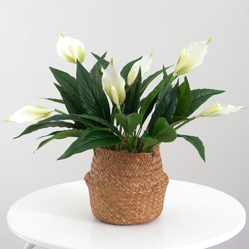 3Pcs 18.5