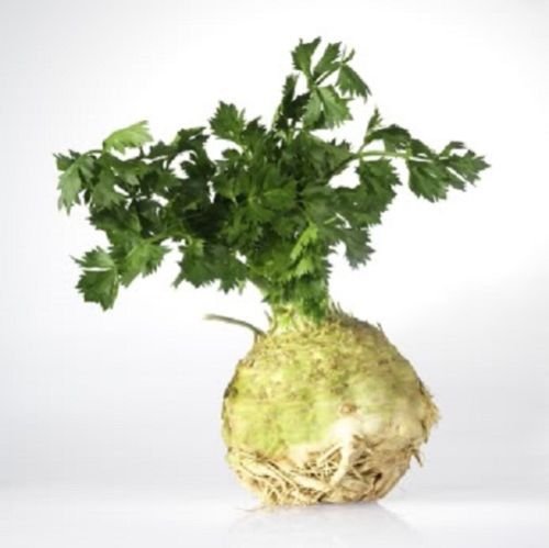 500 Giant Praga Apionabos Apium graveolens rapaceum SeedsCombineds Vegetales/h