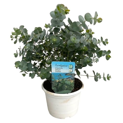 Eucalyptus Natural Árbol Resistente de Interior con Riego Moderado