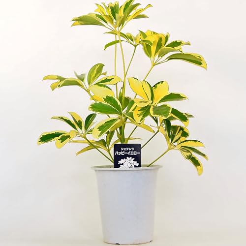 観葉植物 シェフレラ 4号」の人気商品一覧 | 安い商品を通販サイトから