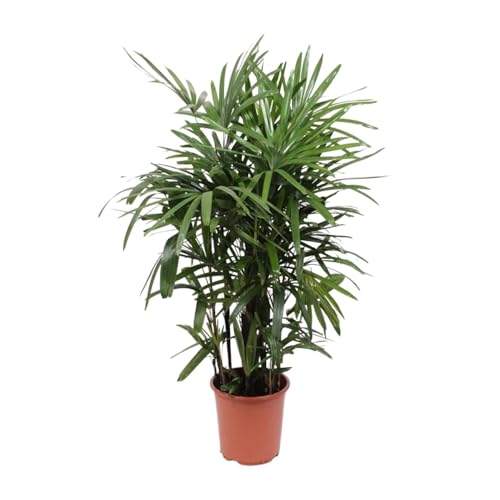 Steckenpalme - Rutenpalme - Rhapis Excelsa