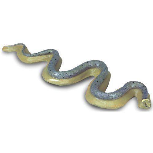 Image of 3B Scientific VN721 Grass Snake (Natrix natrix)
