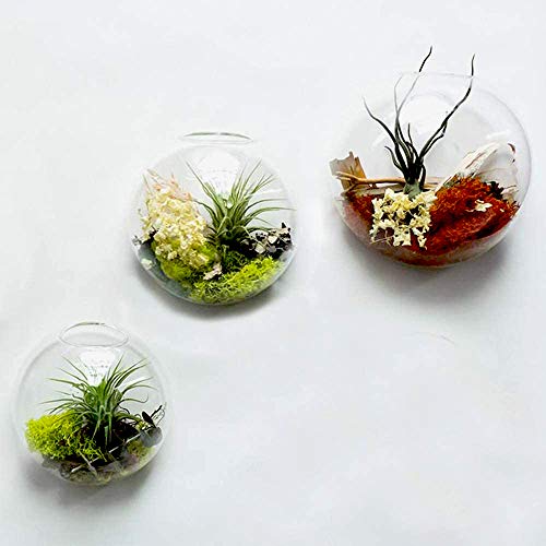 Kit com 3 plantas suculentas, plantador de parede, terrário, jardim, decoração de casa, vasos suspen