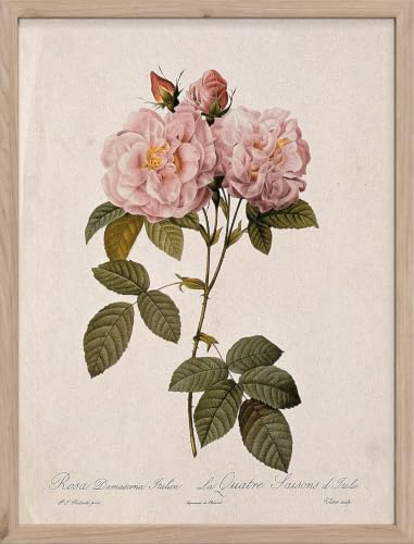 Affiche botanique Rose Damascena Italica impression florale 40x60 cm