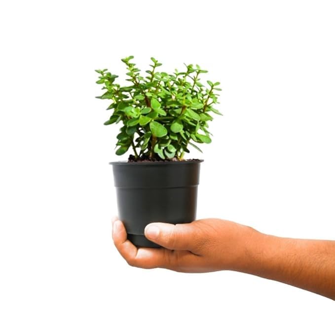 live plant