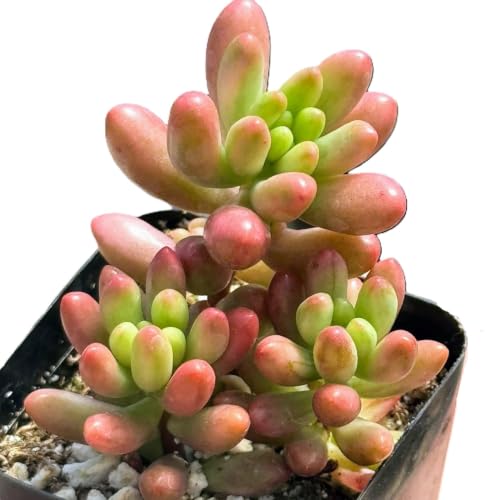 Blissful Sedum Pink Jelly Bean 2 Inch Pot