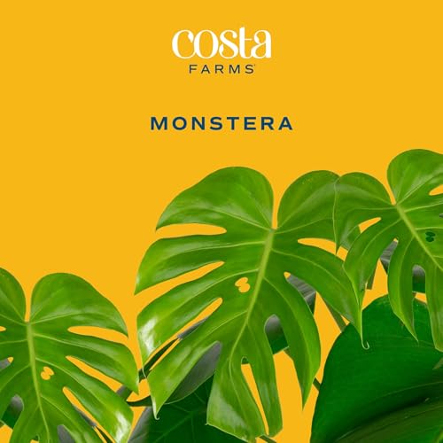 Costa Farms Monstera Plant (2-Pack), Live Indoor Set of Plants Houseplants in Indoors Garden Planter Pots, Housewarming, Air-Purifying Decoration for Home, Office, and Room Decor, 2-3 Feet Tall