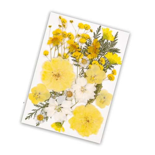 Set artesanal natural de flores secas para decoración miniatura 6