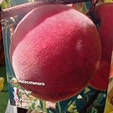  Árbol MELOCOTONERO. Árbol de 2 años. En cepellón. 1,40 cm Altura + ABONO