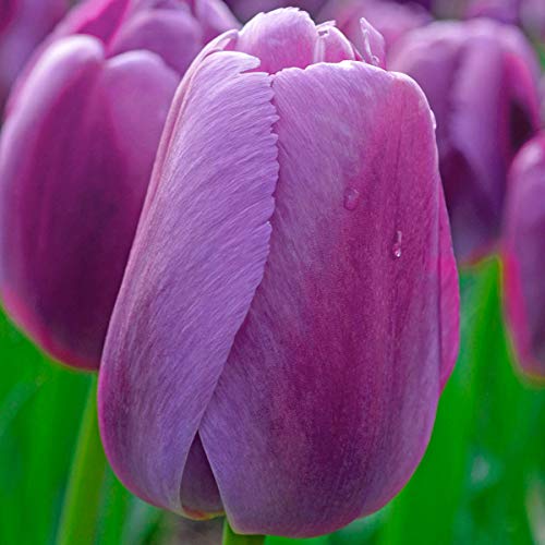 BRECK'S - Purple Pride Darwin Hybrid Tulip Spring Flowering Bulbs - A Glorious Purple/Pink Flowering Spring Staple for Your Yard - (25-Pack)