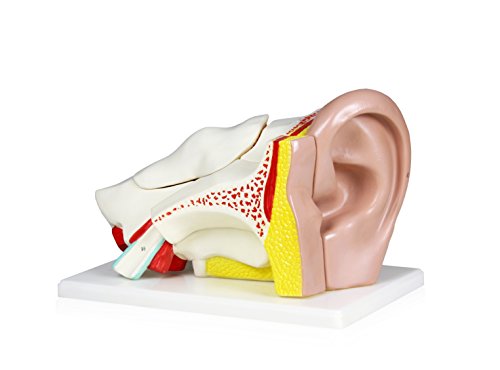 VAE402-AN 4X Ear Model- 5 Parts | Shows External, Middle and Inner Ear