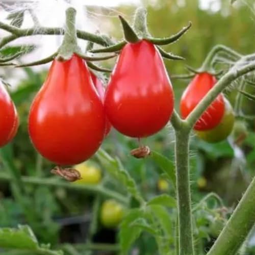Sementes de Tomate Pêra Vermelho 2 gramas Saboroso Vaso Jardins Horta