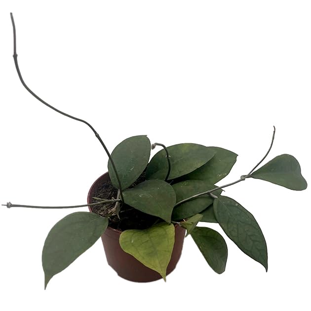 Hoya Tequila Sunrise - seltene Porzellanblume/Wachsblume - pflegeleichte Zimmerpflanze für Ihr Zuhause