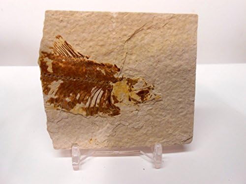 Rockhound's First Choice Fossil Fish Bundle: Green River fossil fish - Fossil Fish with Free Magnifying Glass, Acrylic Display Stand, Fact Sheet & COA