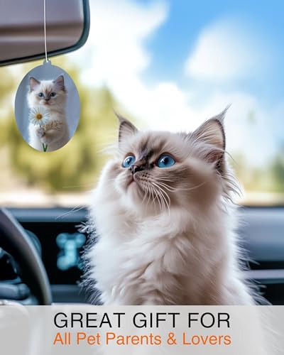 Image of Ragdoll Kitten - Cat Car Air Freshener - Cute Hanging Daisy Cat Decor New Car Scent, Infusible with Your Own Scent, Pet Safe, Non-Toxic, Freshener for Car, Closet, Office Size - 3x4 inch