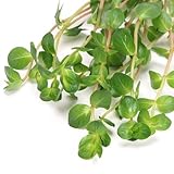 K2AQUA 10 x Loose Rotala Orange Juice Live Aquarium Plant Easy to Grow Ideal for Aquascaping Tropical Freshwater Tanks - Image 6