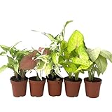 Syngonium Live Plant Assorted Starter Pack in 2' Pot - Easy to Grow Air Purifying Indoor House Plants Flowers for Home Office Wedding Decor & Birthday Gift (5) (Heat Pack Included)