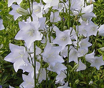 BELLFLOWER WILLOW PEACH LEAVED WHITE Campanula Persicifolia - 500 Bulk Seeds