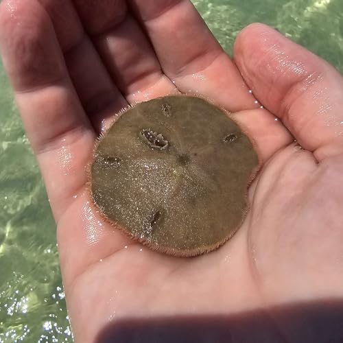 S14E6 - Avoid This Podcast Por  arte de portada