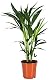 Unsere-gaertnerei-mueller Kentia-Palme