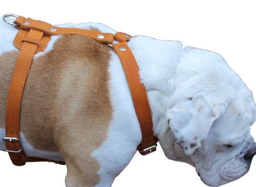 Genuine Leather Dog Harness, 29"-37" Chest, 1" Wide Straps, Doberman, Pitbull, Bullterrier #TOP4