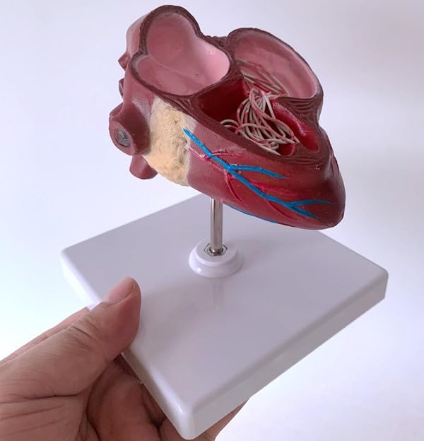 Medical Science Dog Heart Pathology Model Canine Heart Dog Heartworm Anatomical Model
