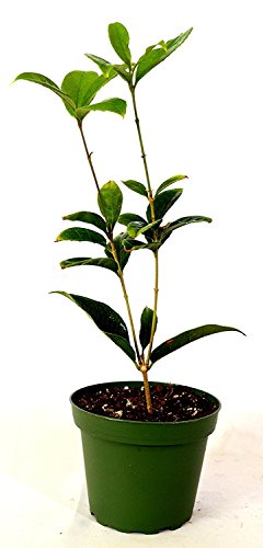 9GreenBox - Sweet Olive Tea Tree - 4" Pot