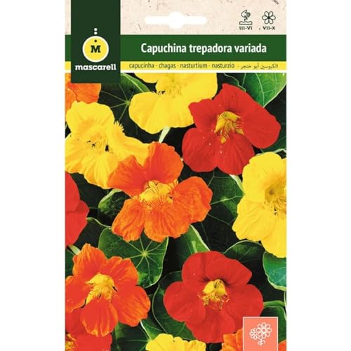 Mascarell Semillas, CAPUCHINA TREPADORA VARIADA, Semillas Flores Exterior para Decoración, 5 Gramos