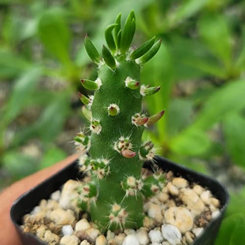 Planet Desert Opuntia Subulata Live Cactus #TOP20