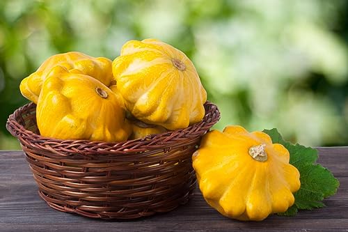 Seeds4planting - Seeds Yellow Patty Pan Scallop Scallopini Squash Bush