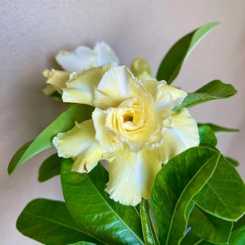 semillas de rosa del desierto - flores balcón jardín jardín de hierbas plantas resistentes para balcones planta decorativa para balcones semillas de techo verde semillas de flores 5pcs
