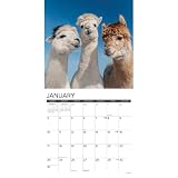 Willow Creek Press, Kalendarz ścienny Alpacas 2027