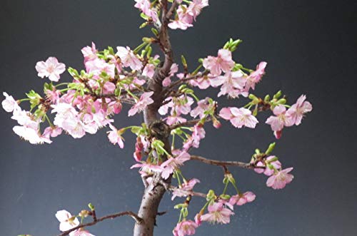 Amazon.co.jp: 桜盆栽 珍しい 花芽付き！河津桜の鉢植え 大 2025春開花