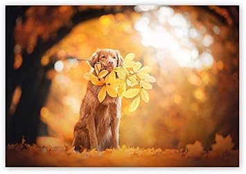 Ah ap Tablo Golden Retriever Sonbahar Yapraklar